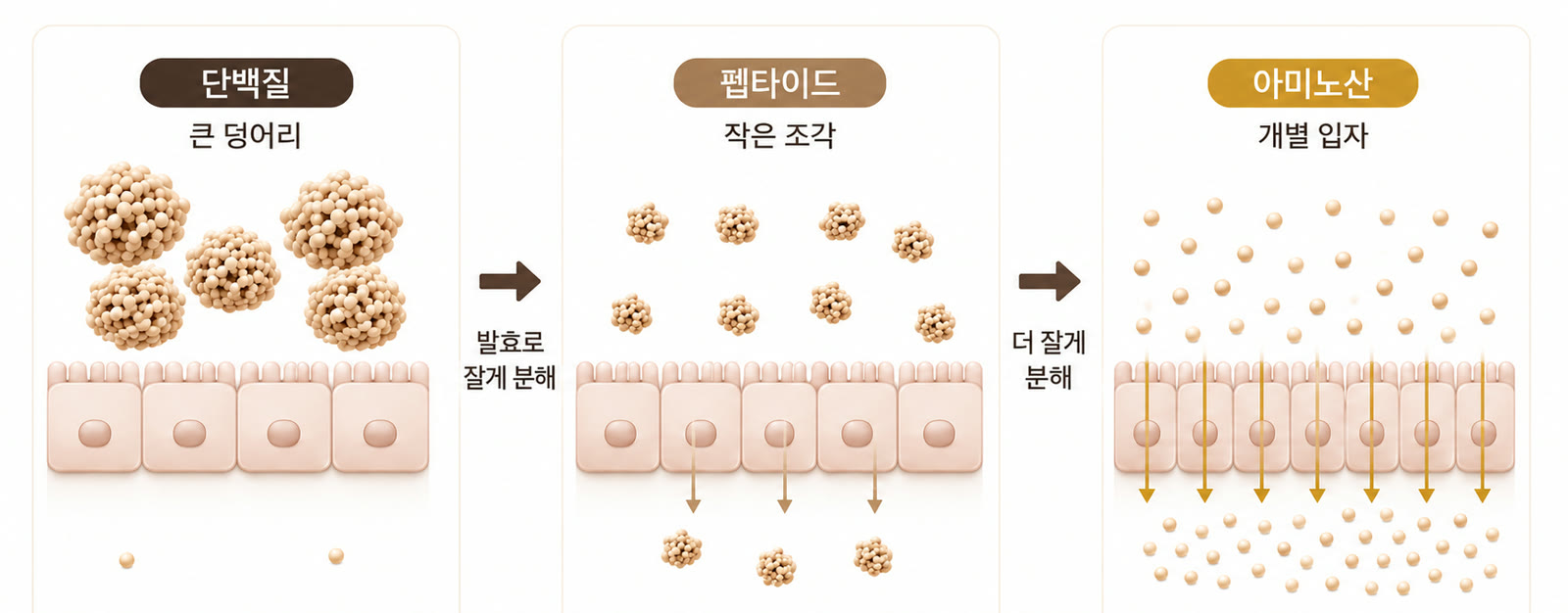 단백질, 펩타이드, 아미노산의 구조 크기 차이를 비교한 3단계 개념 이미지